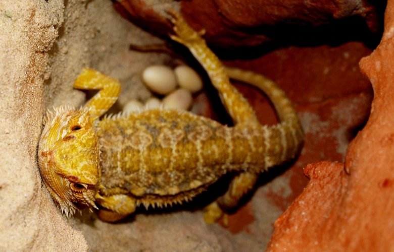 A bearded dragon laying eggs