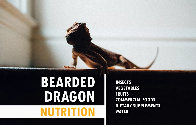 Bearded dragon nutrition