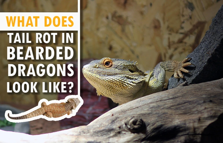 What does tail rot in bearded dragons look like?