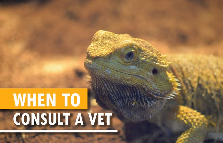 When to consult a vet