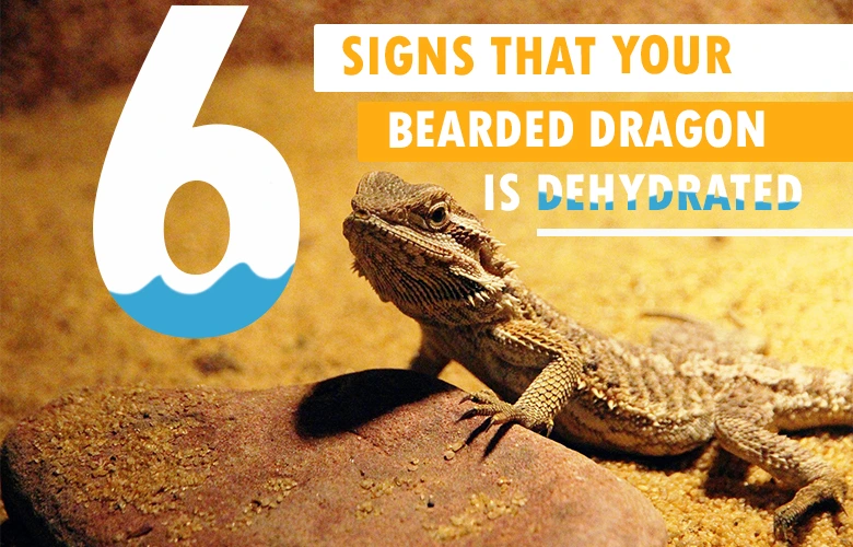 6 Signs That Your Bearded Dragon Is Dehydrated