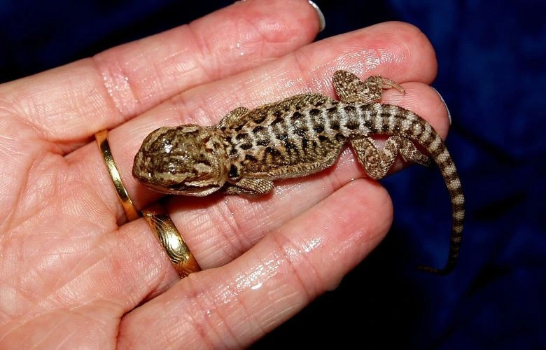 A baby bearded dragon on his owner's hand