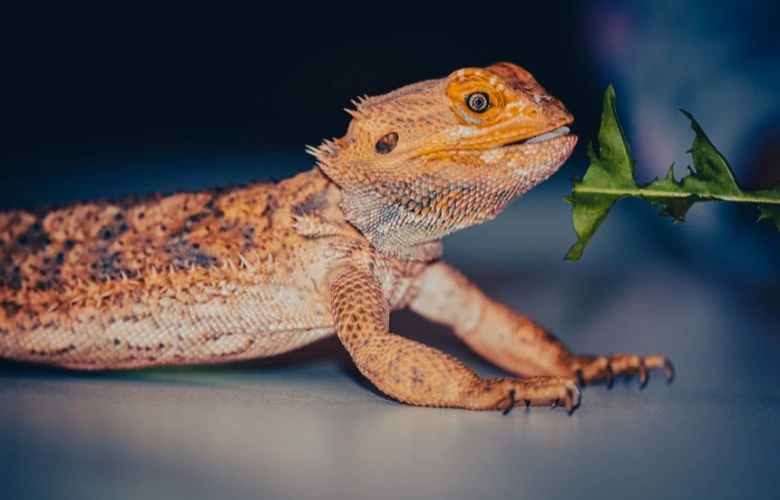 A bearded dragon eating a vegetable