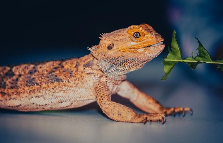 A bearded dragon eating greens to keep himself healthy