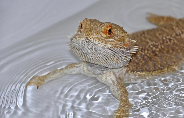 A bearded dragon enjoying his bath