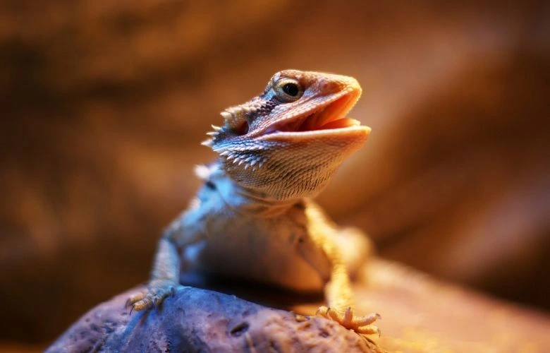 A bearded dragon enjoys having good UVB light in his tank