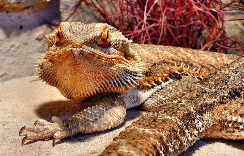 This bearded dragon is happy to see his owner