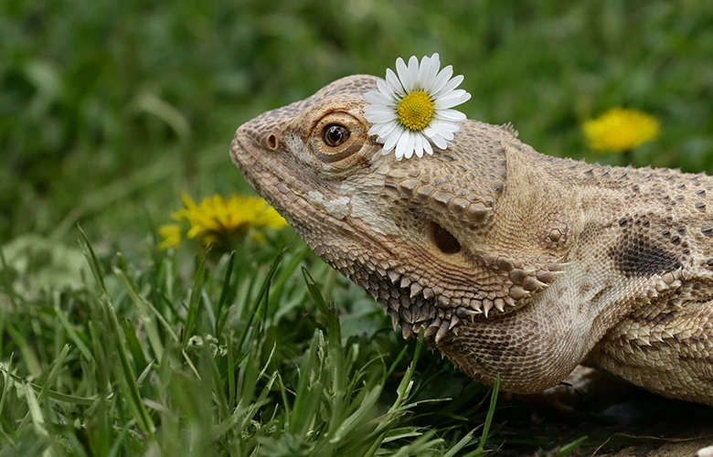 Bearded dragons like to walk to stay physically active