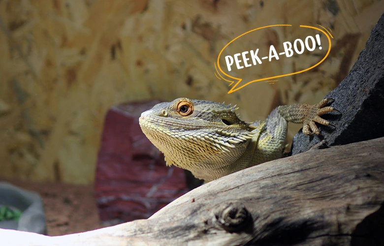 Hide and seek can practice bearded dragons to use their senses