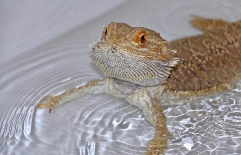 A bearded dragon swimming in the water