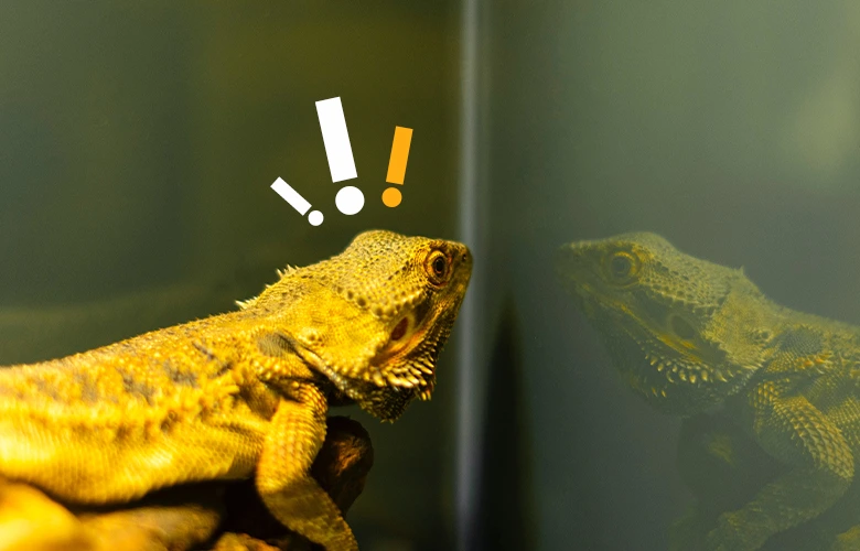A bearded dragon likes to see their reflection and interact with it