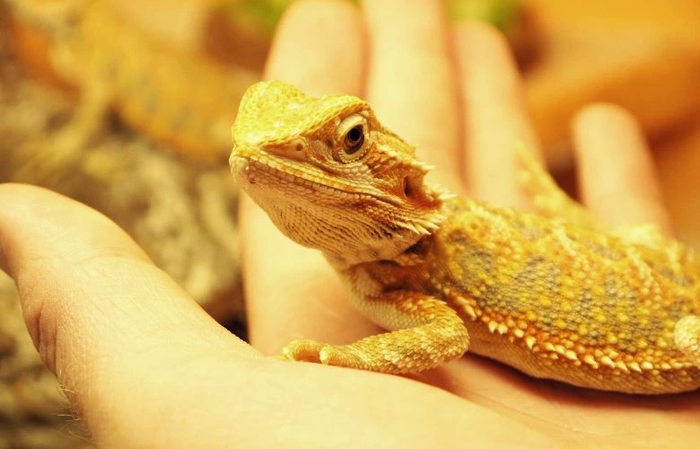 A juvenile Bearded Dragon placed on his owner's palm
