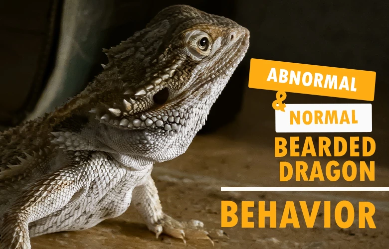 Abnormal and Normal Bearded Dragon Behavior