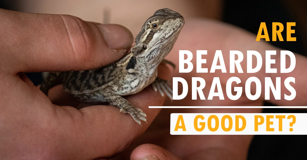 Are Bearded Dragons A Good Pet?