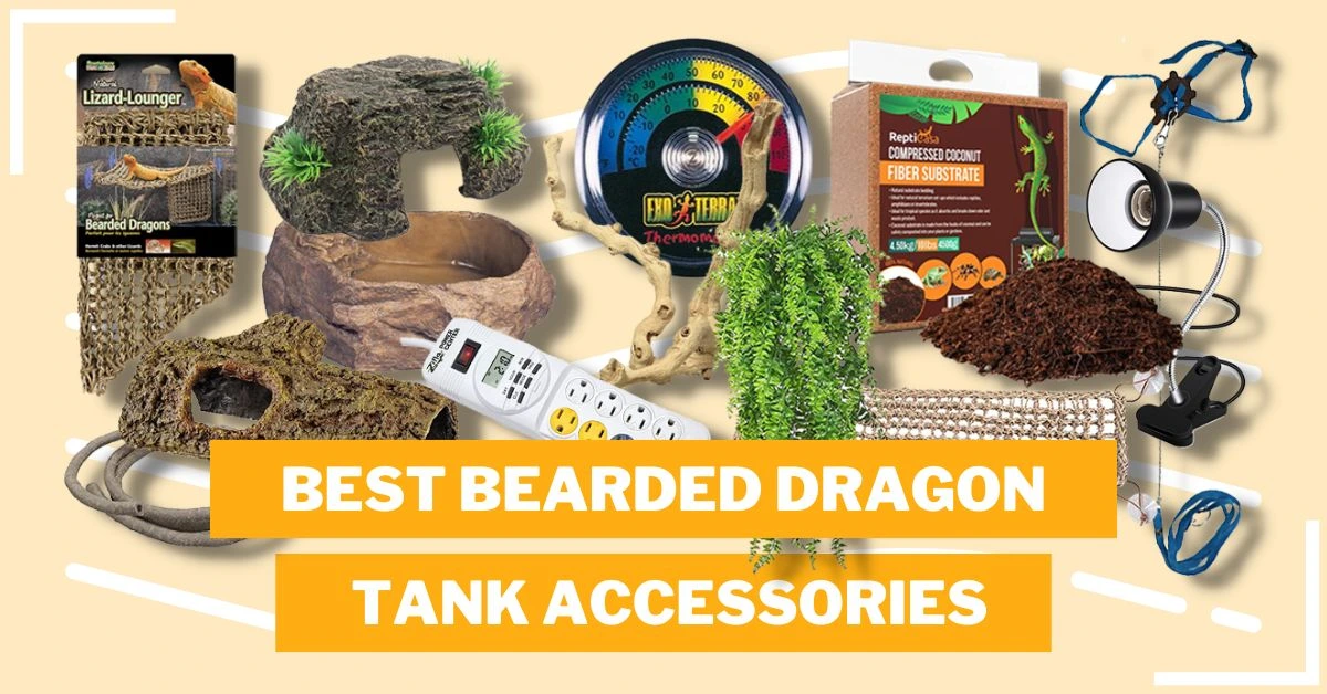 Best Bearded Dragon Tank Accessories