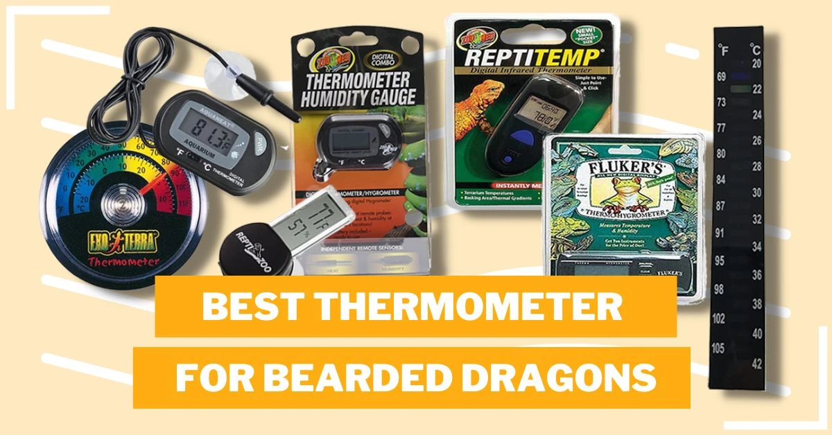 Best Thermometer For Bearded Dragons