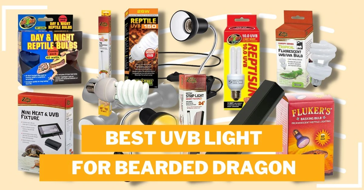 Best Uvb Light For Bearded Dragon