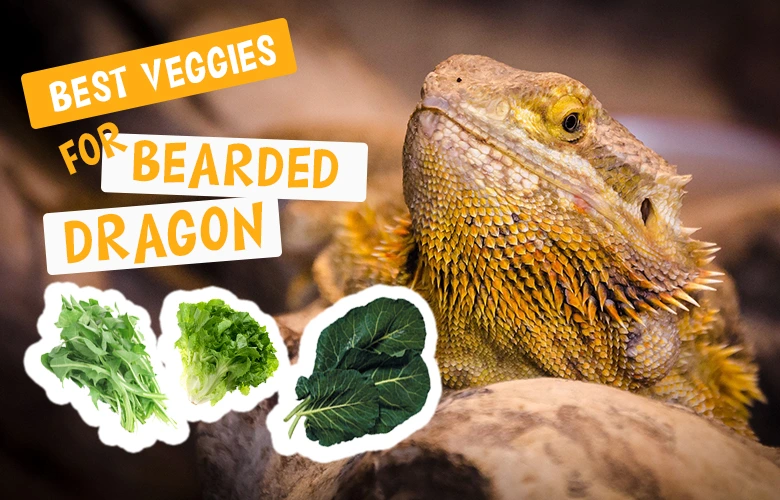 Best Veggies For Bearded Dragon