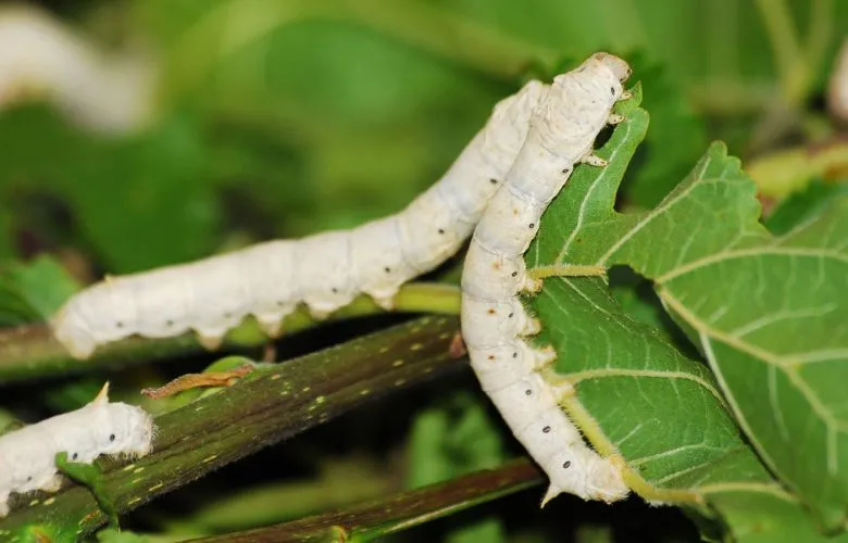 two Silkworms eating a leaf