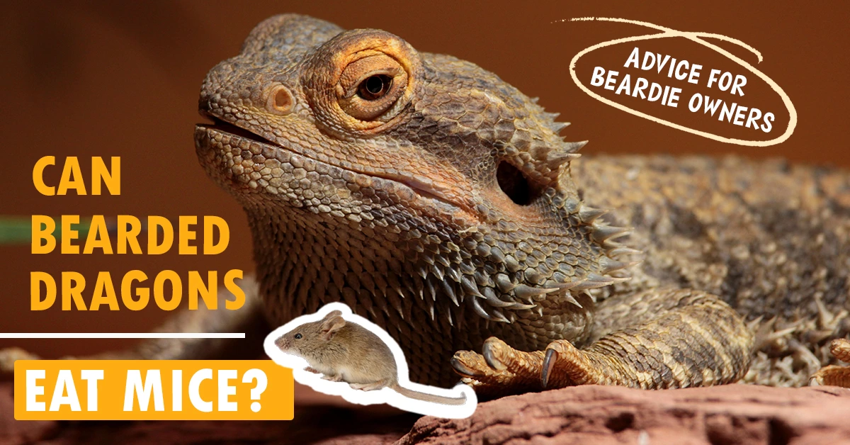 Can Bearded Dragons Eat Mice