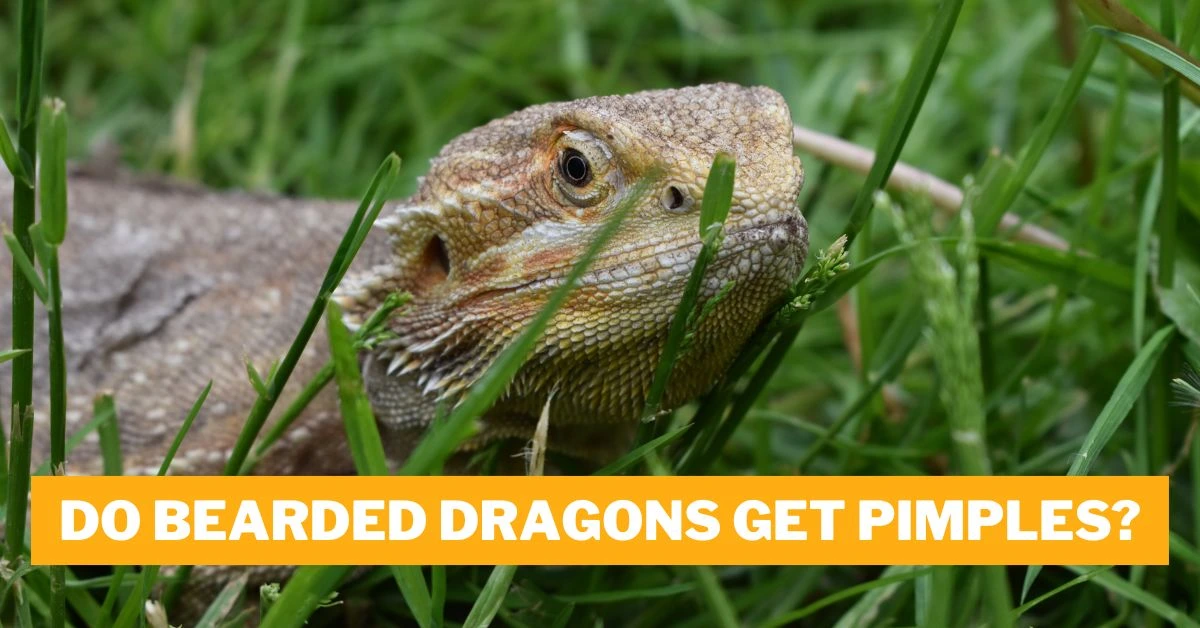 Do Bearded Dragons Get Pimples?