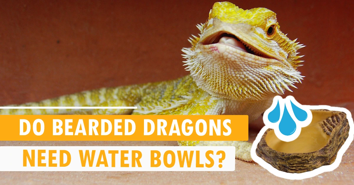 Do Bearded Dragons Need Water Bowls?