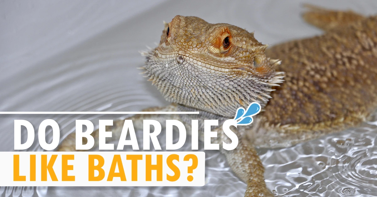Do Beardies like baths