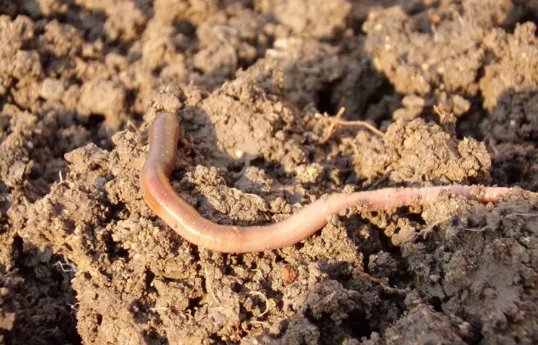 Earthworms are a good alternative source of protein for bearded dragons