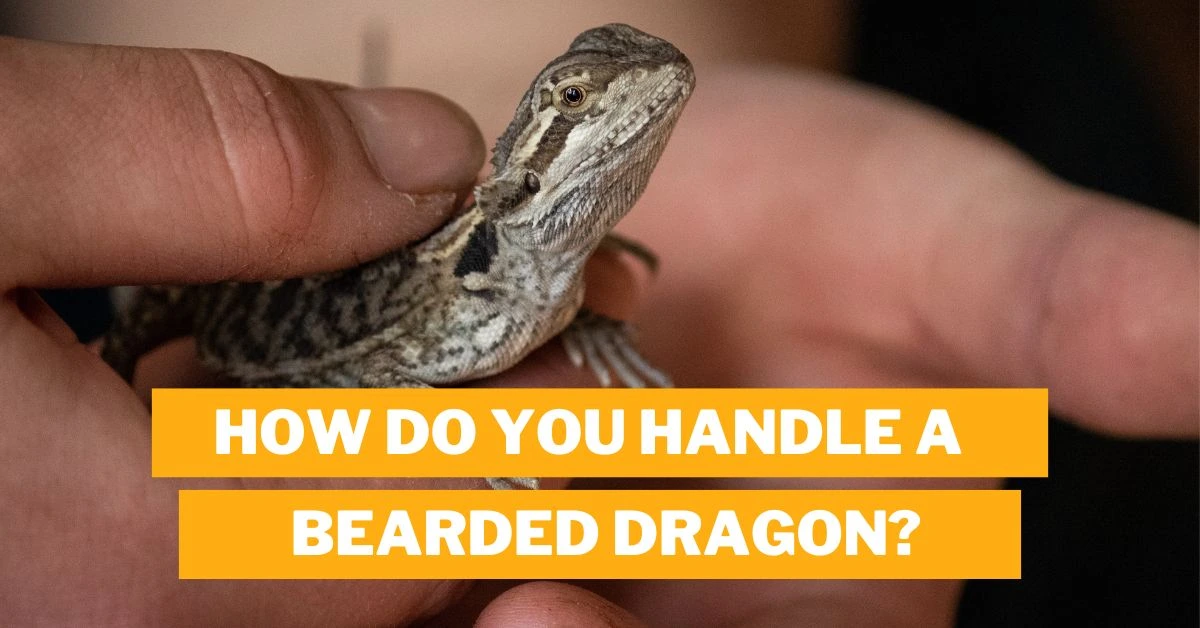 How Do You Handle a Bearded Dragon For the First Time