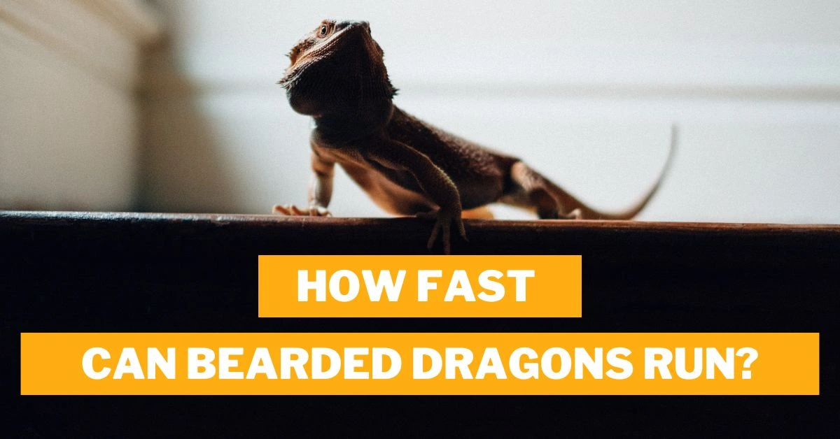 How Fast Can Bearded Dragons Run?