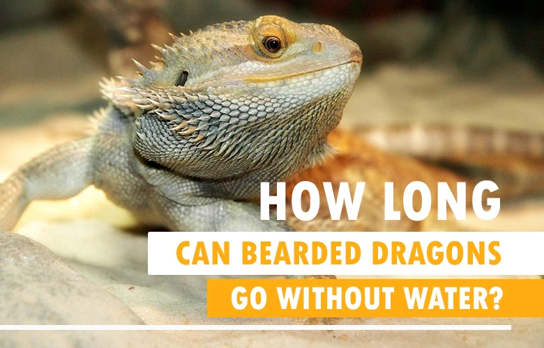 How Long Can Bearded Dragons Go Without Water?