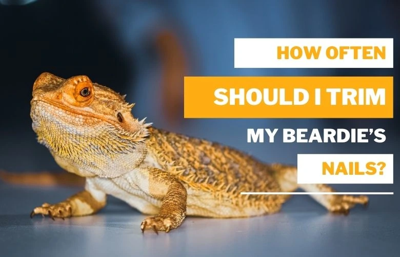 How Often Should I Trim My Beardie’s Nails?
