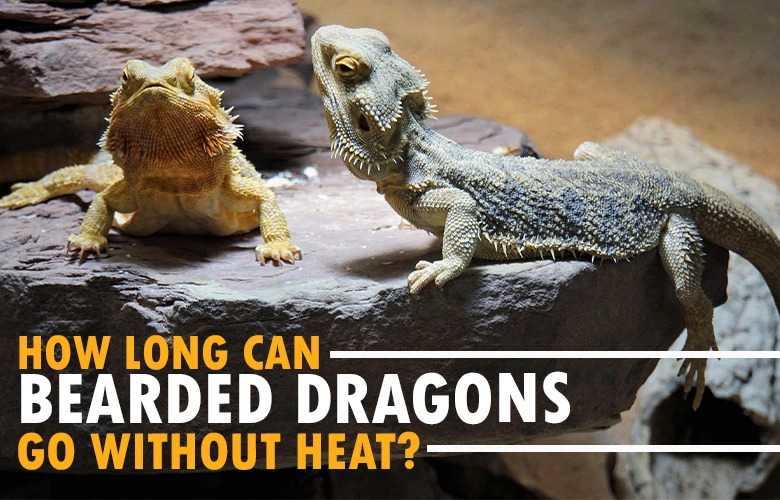 How long can bearded dragons go without heat 2