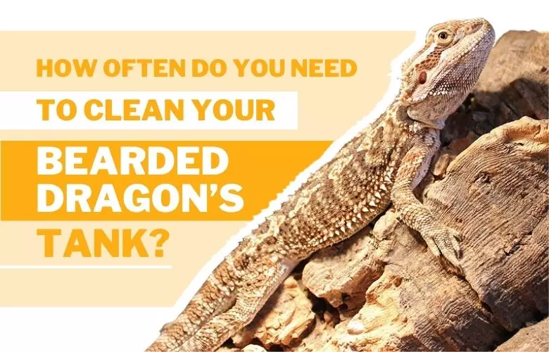 How often do you need to clean your bearded dragon’s tank?
