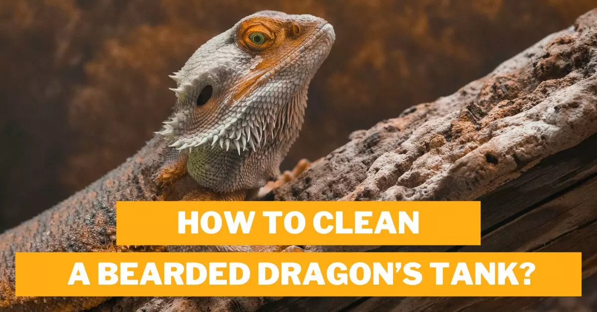 How to Clean a Bearded Dragon’s Tank?