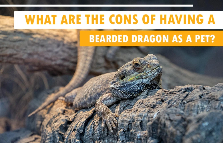 What Are the Cons of Having a Bearded Dragon As a Pet?