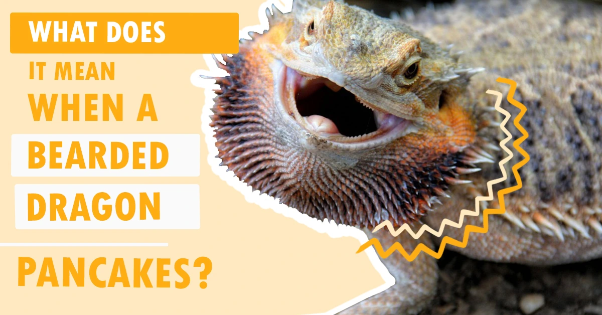 What Does It Mean When A Bearded Dragon Pancakes