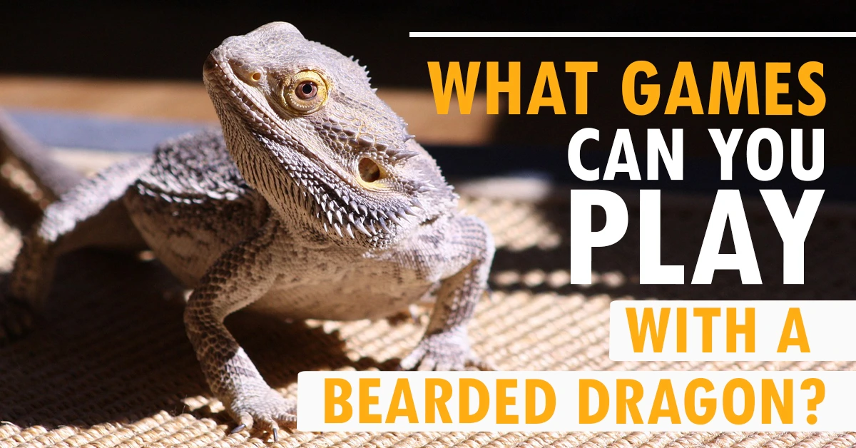 What Games Can You Play With a Bearded Dragon?