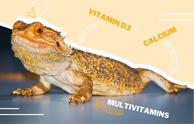 What Supplements Do Bearded Dragons Need?