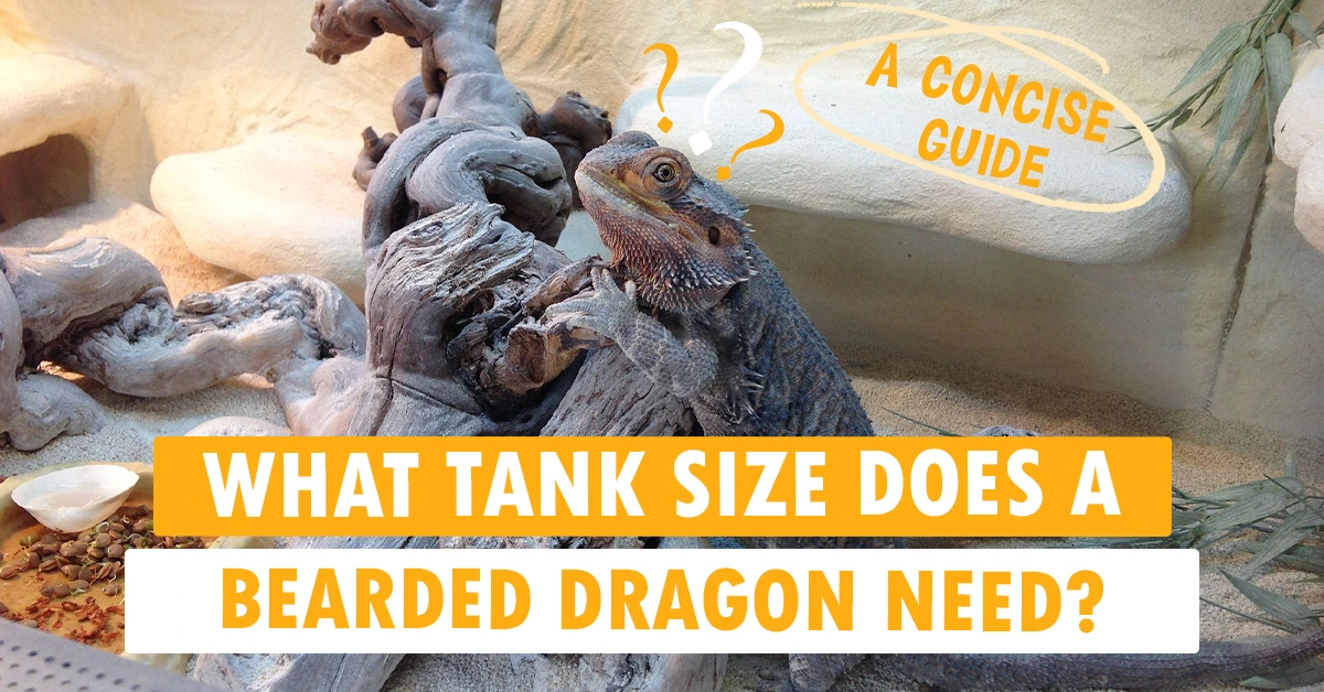 What Tank Size Does a Bearded Dragon Need