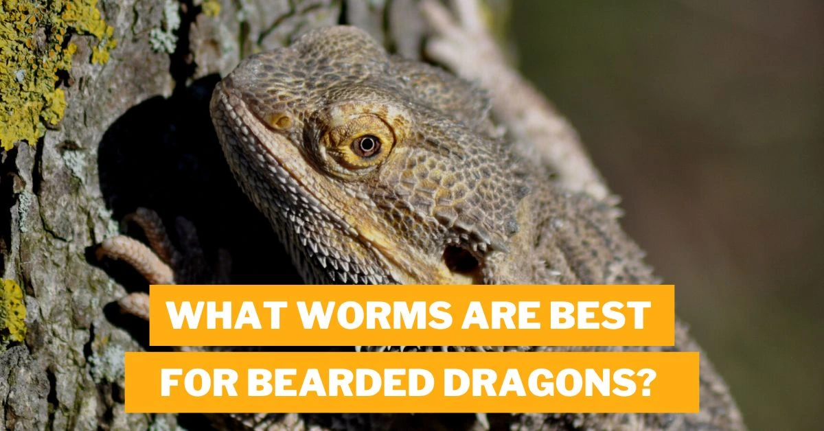 What Worms Are Best For Bearded Dragons?