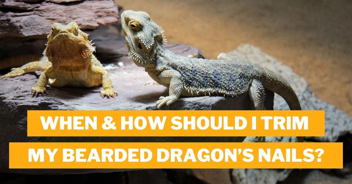 When & How Should I Trim My Bearded Dragon’s Nails?
