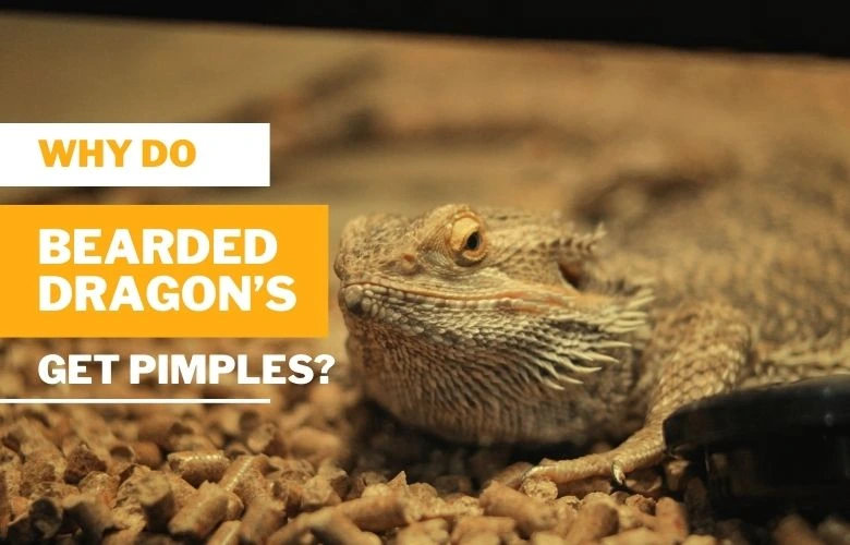 Why Do Bearded Dragons Get Pimples