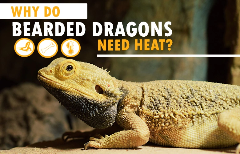 Why do bearded dragons need heat