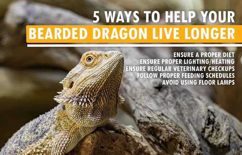 5 Ways to Help Your Bearded Dragon Live Longer