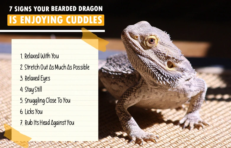 7 Signs Your Bearded Dragon is Enjoying Cuddles