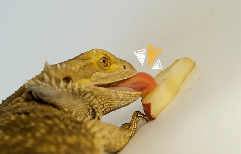 A bearded dragon eating a slice of apple