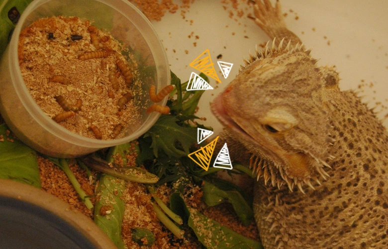 An adult bearded dragon eating worms
