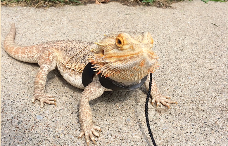 A bearded dragon enjoys taking a walk