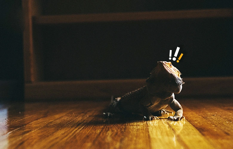 A bearded dragon following his owner around the house